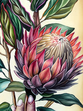 Protea Fancy