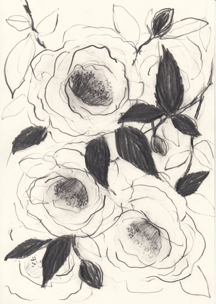 Camellia study no. 1